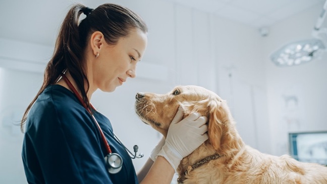 kyndryl_virbac_vet_dog_648